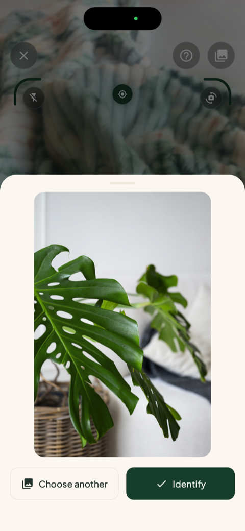 Bloom's photo confirmation screen showing a Monstera ready to be identified