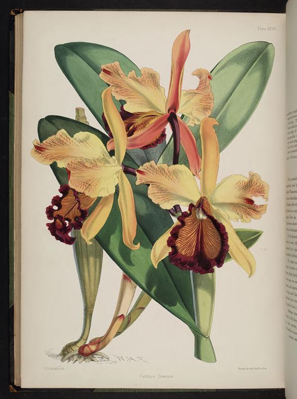 Cattleya labiata