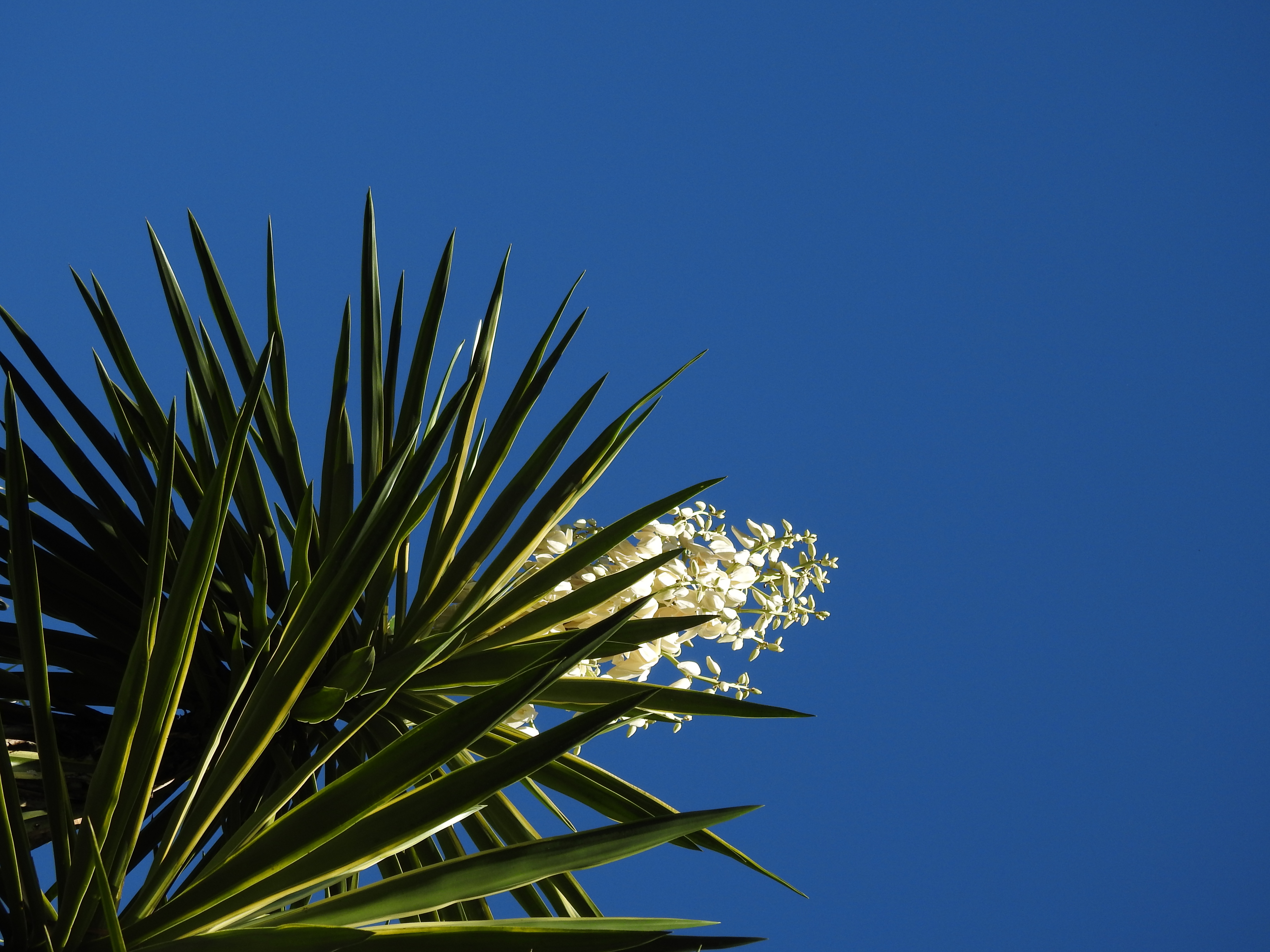 Iuca-pé-de-elefante